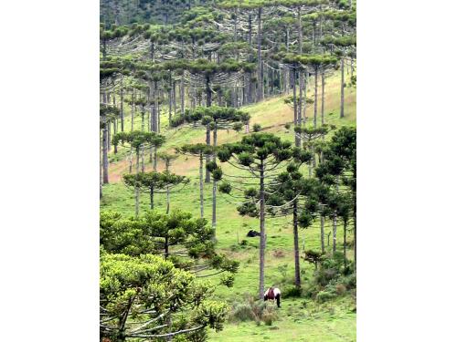 Sobre Aparados da Serra
